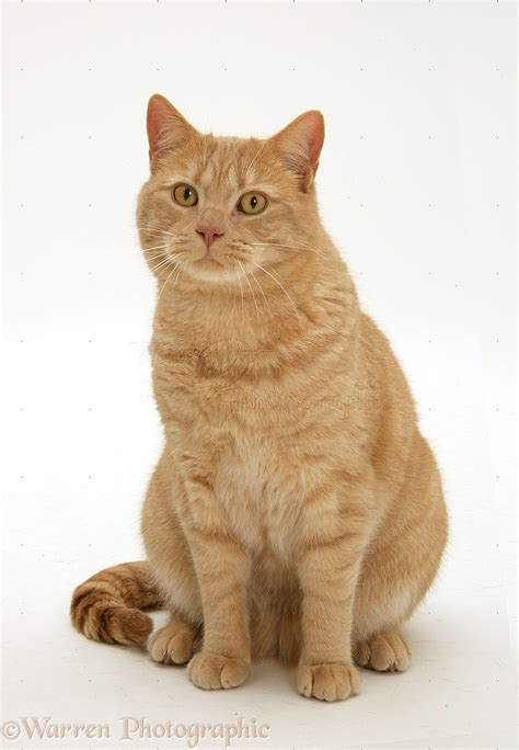 Ginger British shorthair cat photo WP38729