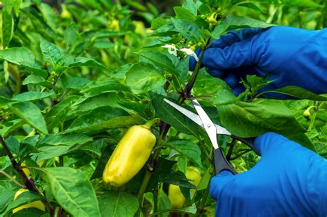 How to Prune Pepper Plants for a Better Harvest