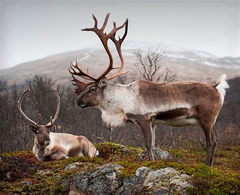 1X - Rangifer tarandus x 2 by Tommy Hågensen Wildlife Photography, Animal Photography, Beautiful ...