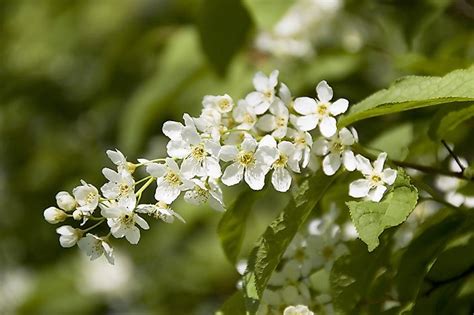 Flowers of the Canadian Provinces and Territories - WorldAtlas.com