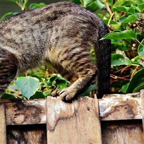 Do cats have predators in the wild? - DIY Seattle