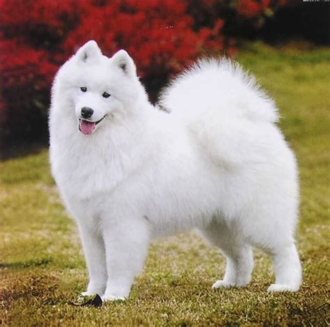 Cute White Samoyed Dog Outside Picture | Samoyed dogs, Dogs, Samoyed