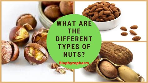 What Are The Different Types Of Nuts? | Biophytopharm