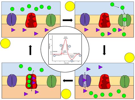 文件:Membrane Permeability of a Neuron During an Action Potential.svg - 集智百科 - 复杂系统|人工智能|复杂科学|复杂网络|自组织