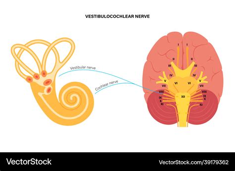 Vestibulocochlear nerve anatomy Royalty Free Vector Image