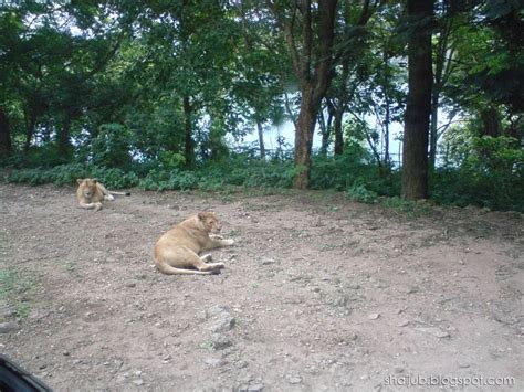 Neyyar Dam Trip - Part 2, Lion Safari Park | Shai blogs!