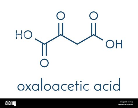 Oxaloacetic acid (oxaloacetate) metabolic intermediate molecule Stock ...