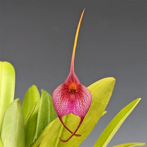 Masdevallia glandulosa hybrid (Snow Cone x glandulosa?) - OrchidWeb