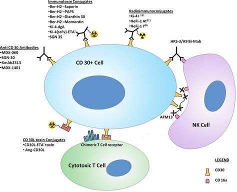 Targeting CD30 in Anaplastic Large Cell Lymphoma | SpringerLink