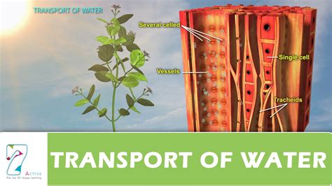 TRANSPORT OF WATER - YouTube