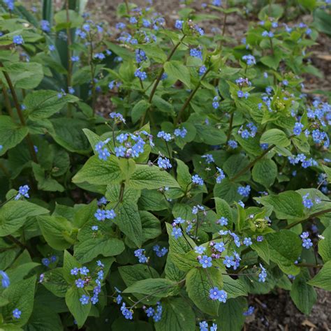 Brunnera macrophylla | Erica Garden