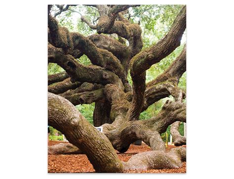 How the Lowcountry Land Trust is giving the iconic Angel Oak Tree—and its visitors—plenty of ...