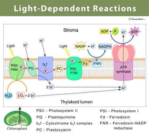 Light-Dependent Reaction: Definition, Diagrams, and Products