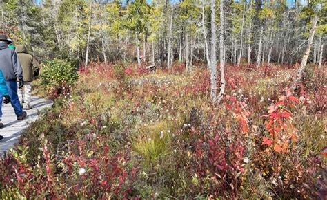 Bog day celebrates an ice age relic in Monroe County