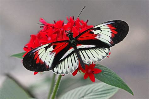 File:Piano Key - Heliconius melpomene, Butterfly World, Coconut Creek ...