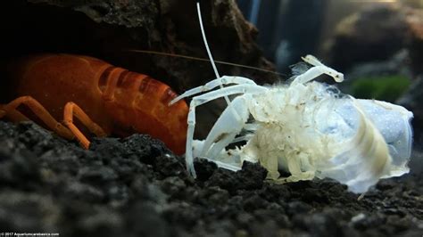 White Crayfish: Care, Size, Feeding, Tankmates & Molting - Video