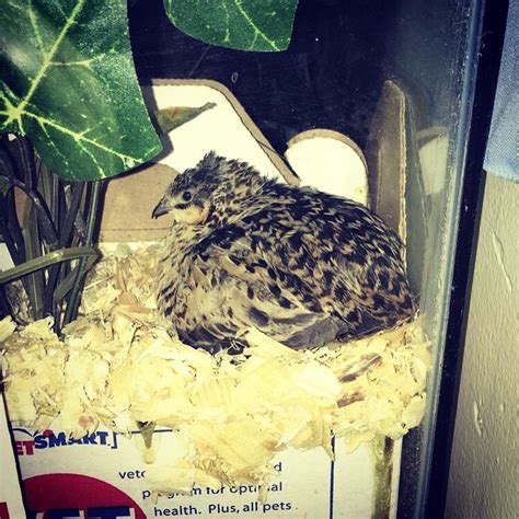 Celebrity Survivor — My Button Quail went Broody!!!