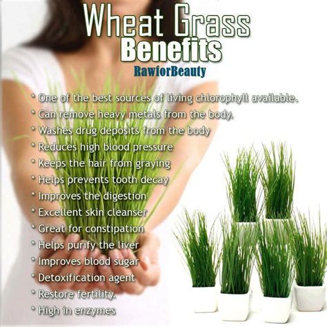Pin by Ana Guillen on Heal Thyself ☤ | Wheatgrass benefits, Wheat grass, Wheatgrass smoothie