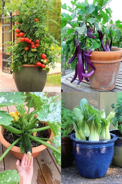 Best Container Garden Plants: Tips for Thriving Plants in Small Spaces