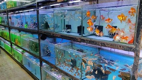 HOW TO START AQUARIUM BUSINESS IN KENYA