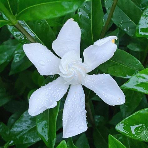 Tips on Growing Gardenia Frostproof Plants