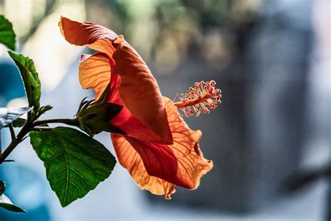 The 24 Best Condo Balcony Plants To Liven Up Your Space