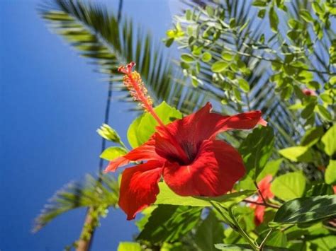 The Hibiscus Flower: Meaning, Symbolism, and Folklore - Petal Republic