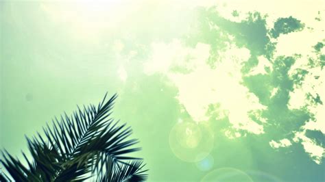 🥇 Light clouds sun palm trees skies wallpaper | (30958)