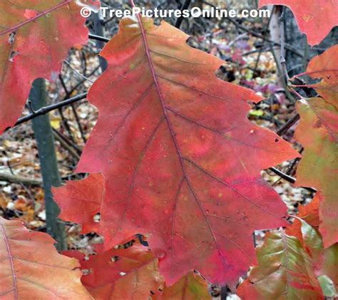 Oaks: Oak Leaves, Red Oak Tree Leaves | TreePicturesOnline