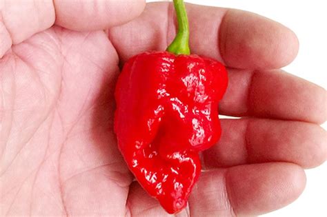 What is the hottest chilli in the world? | lovefood.com