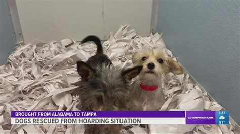 Humane Society of Tampa Bay rescues 16 dogs from Alabama hoarding ...