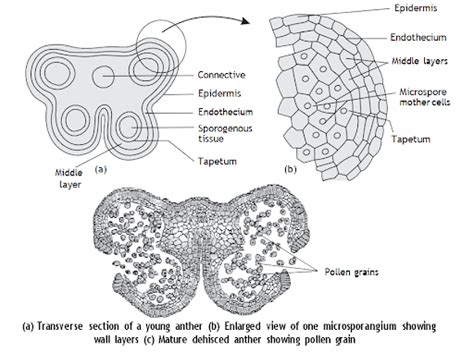 [Solved] Draw the diagram of a microsporangium and label its wall layers...