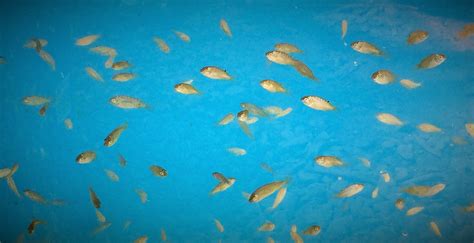 White Nile Tilapia Fingerlings at Grow Dinner Aquaponics | Aquaponics, Urban farming, Growing