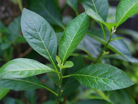 Uses Of Bitter Leaf Plant: Growing Bitter Leaf Vegetable Greens | Gardening Know How