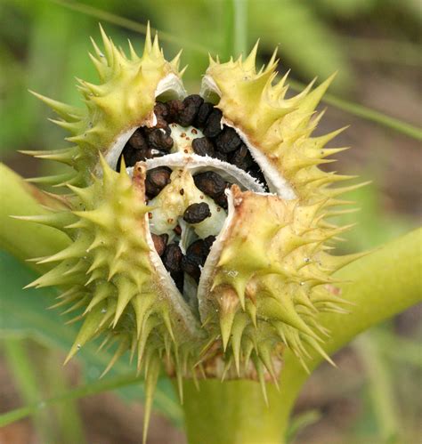 File:Datura stramonium (1).jpg - Wikimedia Commons