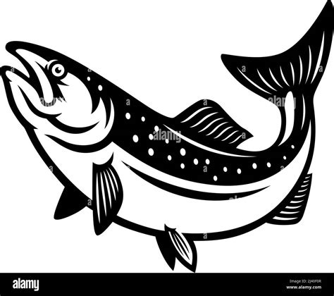 Salmon Fish Vector Illustration in Monochrome Style Stock Vector Image & Art - Alamy