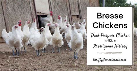 Bresse Chickens: Dual-Purpose Chicken with a Prestigious History