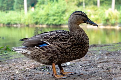 Bird - Gadwall Duck Profile Photograph by Scott Lyons - Fine Art America