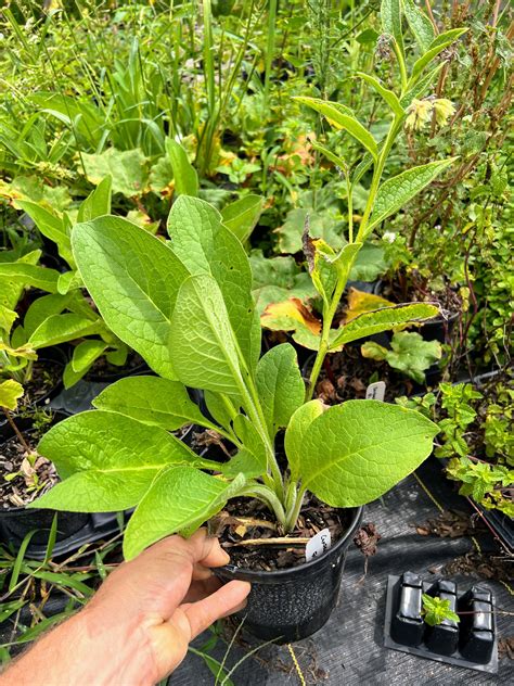 Comfrey – The Farm On Central