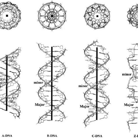 Figure 9. Top and side views illustrating the characteristic features ...