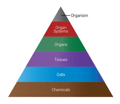 Welcome to ToxTutor - Toxicology MSDT