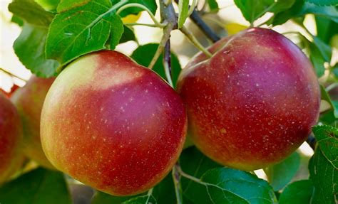 Different Types of Apple Tree Varieties and Popular Species ...