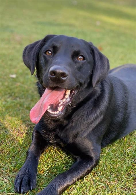 The Mini Labrador - What You Should Know About Smaller Than Average Labs | Your Dog Advisor