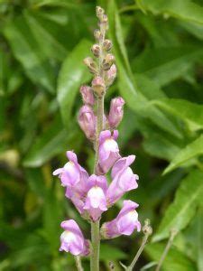 Antirrhinum: [Care, Planting, Reproduction and Pruning] - Complete Gardering