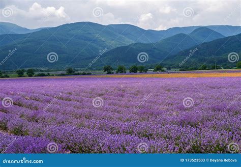 Lavender flower field stock image. Image of nepetoideae - 173523503