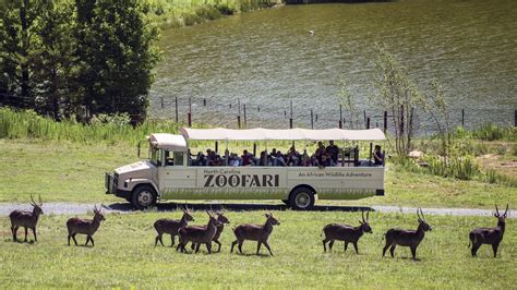 Celebrating 50 years of the North Carolina Zoo - CHStoday