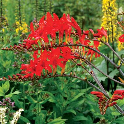 Crocosmia 'Lucifer' Bulbs | PlantsRoses