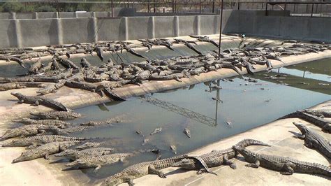 Are Hermès or Louis Vuitton Behind These Crocodile Factory Farm Plans?