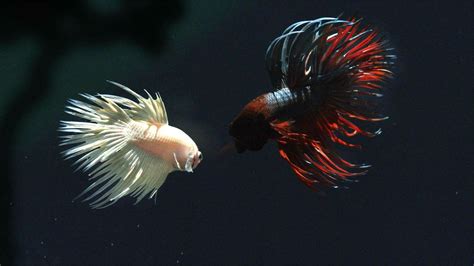 Betta Fish Wallpapers - Top Những Hình Ảnh Đẹp