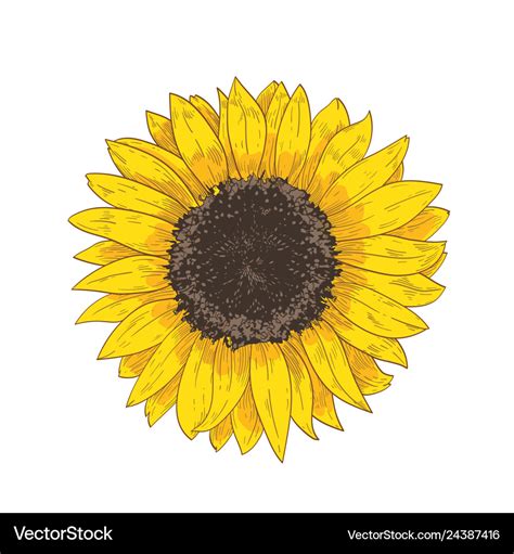 Elegant natural realistic drawing of sunflower Vector Image